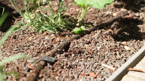 Bewässerungssystem im Garten: Experten empfehlen Tropfschläuche, die nicht nur im Urlaub die Pflanzen mit Wasser versorgen.