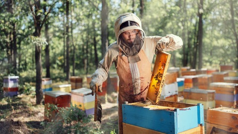 Imker mit seinen Bienenstöcken im Wald