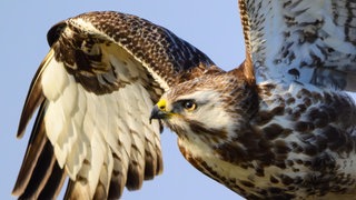 Ein Mäusebussard im Anflug.