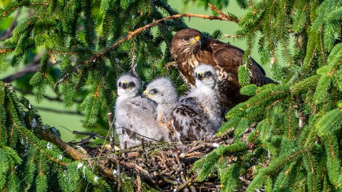 Ein Mäusebussard mit seinem Nachwuchs im Nest.