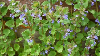 Gundermann (Glechoma hederacea)