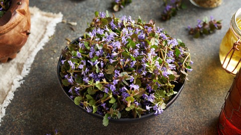 Gundermann (Glechoma hederacea)