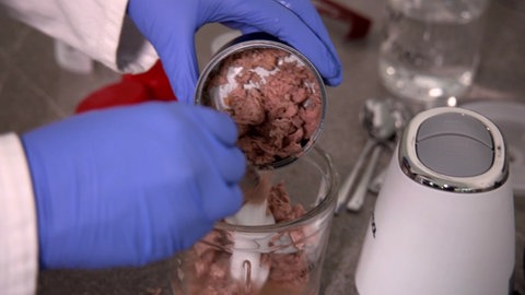 Thunfisch aus der Dose wird in eine Labor untersucht, indem der Inhalt mit blauen Gummihandschuhen und einem Spatel in einen Mixer umgefüllt wird.