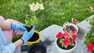 Eine Frau pflanzt Blumen und Pflanzen in Universalerde ein.
