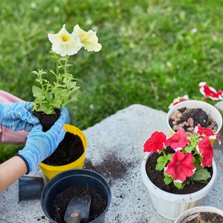Eine Frau pflanzt Blumen und Pflanzen in Universalerde ein.