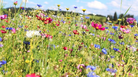 Frühlingsanfang: Eine Wiese mit Blumen im Frühling.