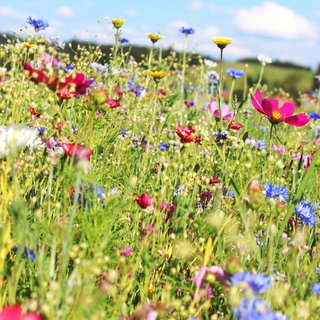 Frühlingsanfang: Eine Wiese mit Blumen im Frühling.