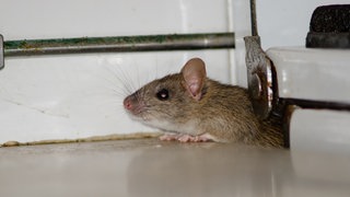 Hausmaus schaut aus einem Loch. Abzocke mit unseriösen Kammerjägern: Wie kann man sich schützen?