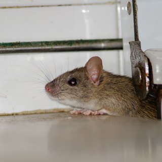 Hausmaus schaut aus einem Loch. Abzocke mit unseriösen Kammerjägern: Wie kann man sich schützen?