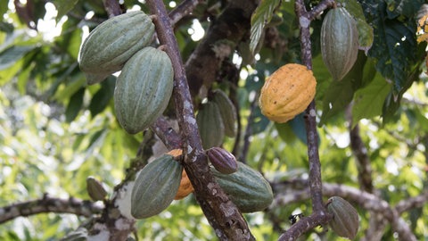 Wie fair ist der Kakaoanbau wirklich?