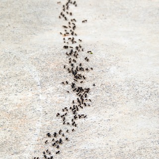 Mehrspurige Ameisenstraße. Wie kann man Ameisen im Haus, Garten oder auf der Terrasse bekämpfen?