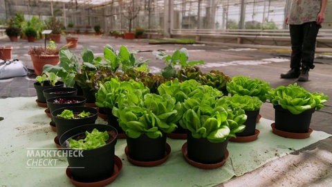 Wie gut ist die Blumenerde von Bauhaus? Marktcheck checkt den Baumarkt.