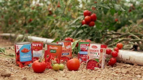 Dosentomaten von (v. l. n. r.) Kaufland, Mutti, Aldi, Rewe, Oro di Parma und Lidl werden in Geschmack und Qualität verglichen