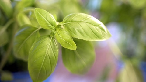 In das Original Pesto Genovese kommen nur sieben Zutaten: frisches Basilikum, Olivenöl extra vergine, Parmigiano Reggiano, Pecorino Romano, etwas Knoblauch, eine Prise Salz und Pinienkerne.
