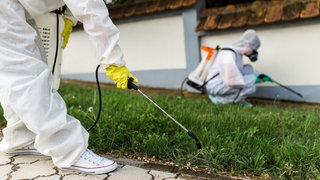 Schädlingsbekämpfer besprühen den Garten mit Pestiziden