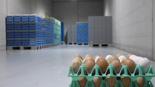 Eiersteigen stehen verlassen in einer Fabrikhalle. Eier sind teils knapp, während die Preise steigen.