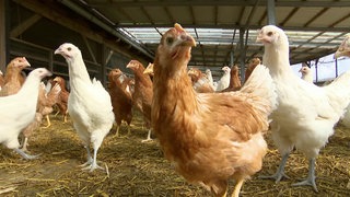 Braune und weiße Hennen auf Stroh in überdachtem Stall. Gibt es wirklich mehr Tierwohl seit Bruderhähne nicht mehr getötet werden dürfen?