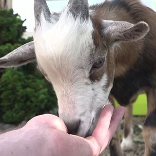 Ziege wird gefüttert