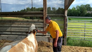 Landwirt Hans Möhrle bürstet in einem offenen Stall eine Kuh.