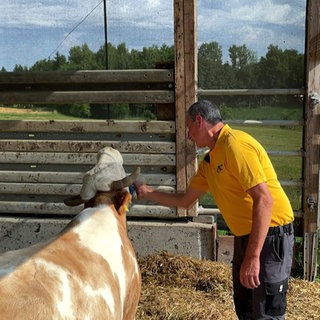 Landwirt Hans Möhrle bürstet in einem offenen Stall eine Kuh.