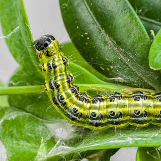 Raupe des Buchsbaumzünslers. Die Entwicklung der Raupen lästt sich mithilfe eines pflanzlichen Mittels, das aus dem Neembaum gewonnen wird, verhindern. So wird die Population reduziert, ohne die Tiere zu töten.