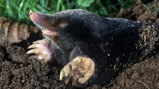 Maulwurf (Talpa europaea) guckt aus einem Hügel