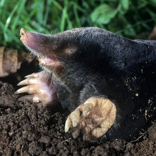 Maulwurf (Talpa europaea) guckt aus einem Hügel