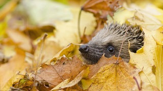 Laubhaufen sind eine wichtige Überwinterungshilfe für Igel und andere Tiere. Im Frühjahr kann man dem Laub mit dem Joghurt-Trick zu Leibe rücken.