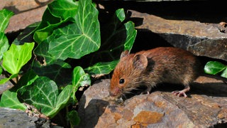 Rötelmaus bzw. Waldwühlmaus. Im Garten sind Wühlmäuse nicht willkommen.