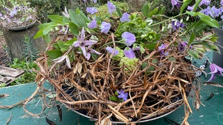 Blumige Schale mit Wicken