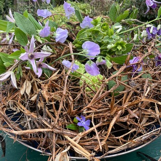 Blumige Schale mit Wicken