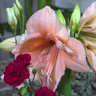 Amaryllis