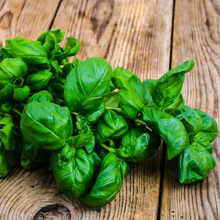 Basilikum