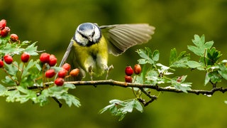 Eine Blaumeise landet auf einem Weißdornzweig