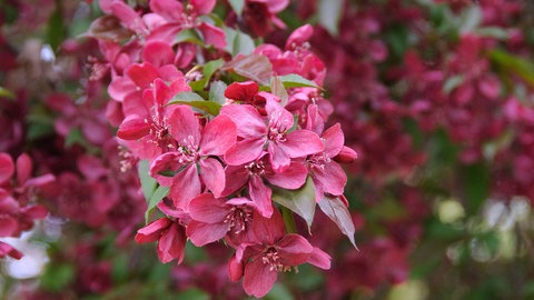 Zier-Apfel (Malus 'Royalty')