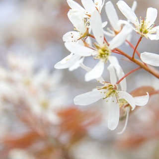 Felsenbirne Amelanchier arborea