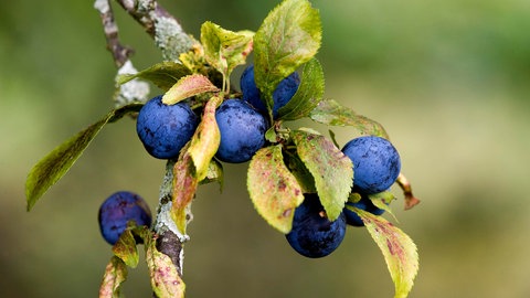 Schlehe prunus spinosa 