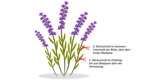 Grafik zum Lavendel