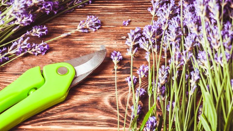 Lavendel schneiden