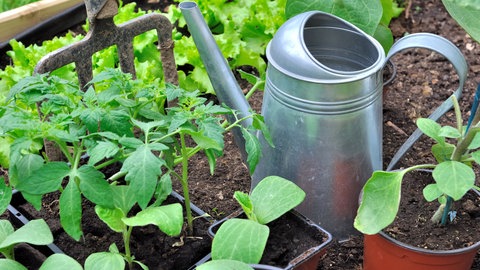 Gemüsepflanzen und Gießkanne im Garten
