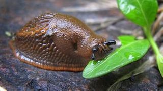 Eine Schnecke frisst ein Blatt. Die feuchte Witterung lockt die Tiere derzeit in die Gärten.