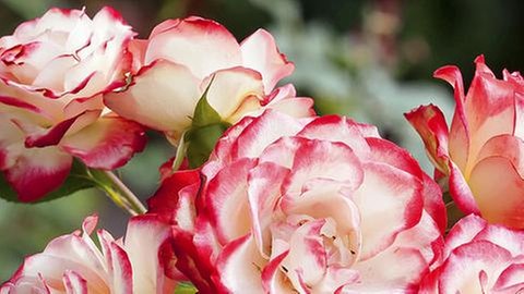 Weiß-rot-rosa Blüten einer Edelrose im Garten.