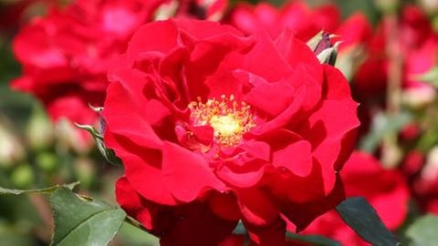 Roter-Korsar