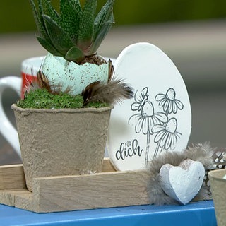 Bepflanztes Ei mit Ablegerpflanze