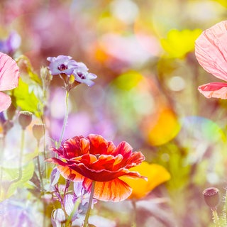 Wiesenblumen