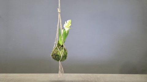 Japanische Mooskugel mit Hyazinthen