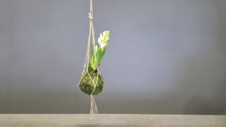 Japanische Mooskugel mit Hyazinthen