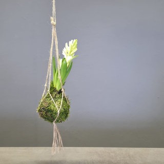 Japanische Mooskugel mit Hyazinthen