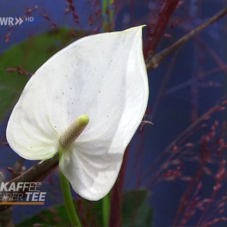 Bild einer weißen Anthurie