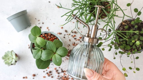 Blumentöpfe aus Blechdosen